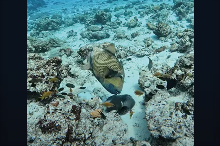 タコVSゴマモンガラ！？タコスミにたじろがない魚・・その白熱の戦いの行方は【海外・動画】