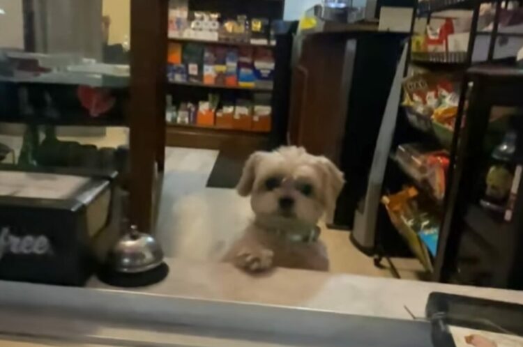 「いらっしゃいませ～」と迎えてくれたのは、窓口に立つ最高にキュートなお店番！！【アメリカ・動画】