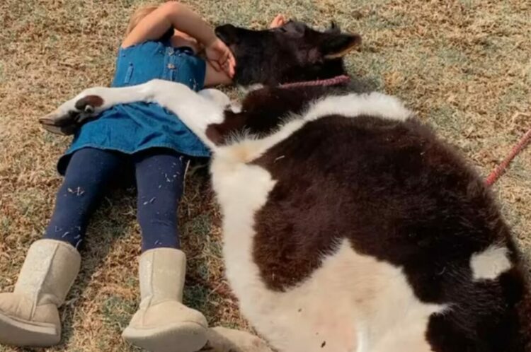 子守唄を歌う女の子。この子が寝かしつけるのは・・大きなウシ！？【海外・動画】