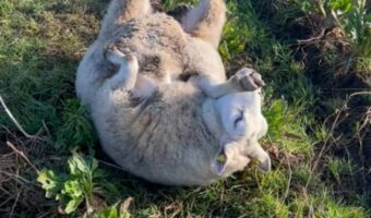 ヒツジがあおむけにゴロリ!?ほのぼのとする光景と思ったら・・見かけたら要注意なワンシーン!?【海外・動画】