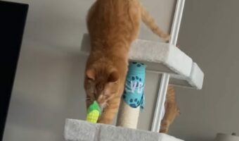遊んでいた猫にハプニング発生！キャットタワーの上でオモチャに夢中になっていたら・・【アメリカ・動画】