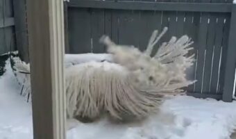 モップが暴れまわっている!?そのモップの正体に・・ビックリ!!