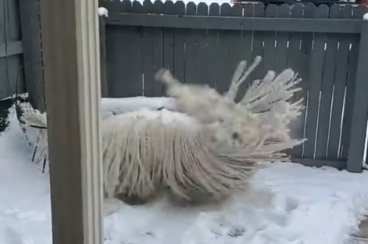 モップが暴れまわっている！？そのモップの正体に・・ビックリ！！