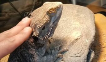 なでなでして~とおねだりするフトアゴヒゲトカゲ。せっかくならシチュエーションにもこだわりたい?【アメリカ・動画】