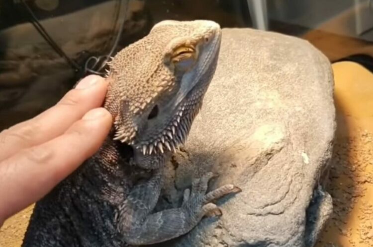 なでなでして～とおねだりするフトアゴヒゲトカゲ。せっかくならシチュエーションにもこだわりたい？【アメリカ・動画】