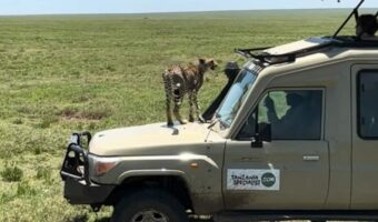 サファリツアー中の車のボンネットにチーターが！しかもさらに驚きの行動に！！