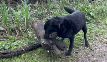 それは枝と言うにはあまりにも大きすぎた。おさんぽ中の犬が拾い上げたお気に入りは・・枝というより丸太!?【海外・動画】