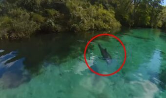 木々生い茂る大自然の中を進むボート。透明度の高い水中には『あの人気者』の姿が!!【アメリカ・動画】