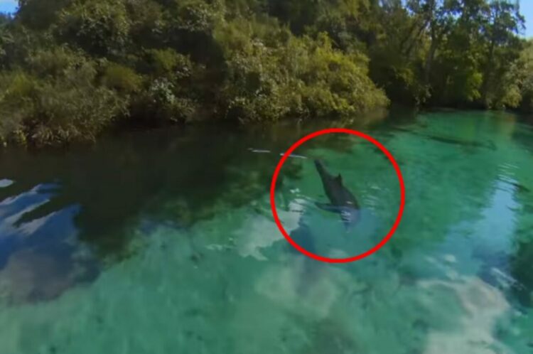 木々生い茂る大自然の中を進むボート。透明度の高い水中には『あの人気者』の姿が！！【アメリカ・動画】