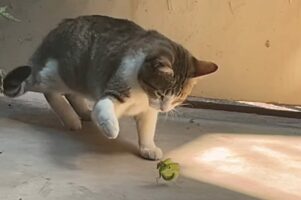 猫VSカマキリのバトル勃発！？恐れ知らずのカマキリは猫相手に戦う気満々ですが ・・【海外・動画】