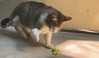 猫VSカマキリのバトル勃発！？恐れ知らずのカマキリは猫相手に戦う気満々ですが ・・【海外・動画】