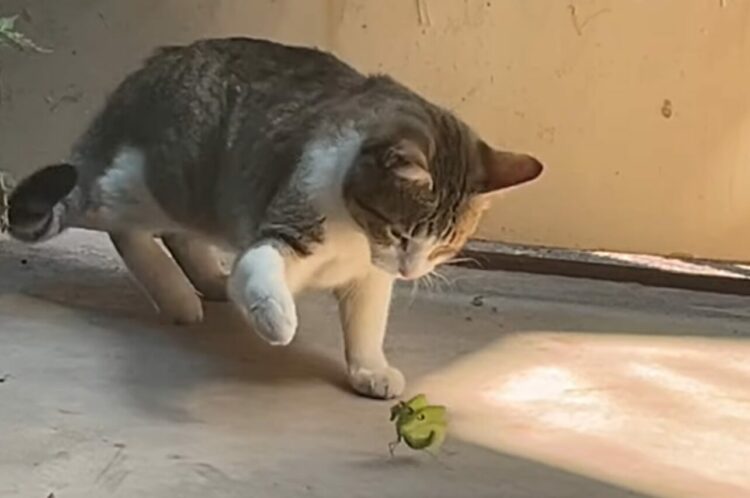 猫VSカマキリのバトル勃発！？恐れ知らずのカマキリは猫相手に戦う気満々ですが ・・【海外・動画】