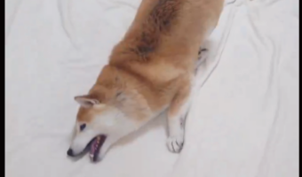 柴犬がシャンプー後に自分で体を拭いている!?その姿に「すりすりがかわいすぎる」「シャチホコみたい」