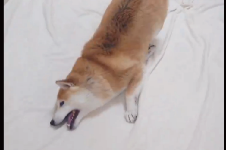 柴犬がシャンプー後に自分で体を拭いている！？その姿に「すりすりがかわいすぎる」「シャチホコみたい」