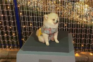 「どうも、令和のハチラニアンです」とはどういうこと？？ポメラニアンの座っている場所にご注目！！