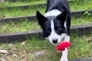 ボーダーコリーがくわえてきたのは・・！飼い主さんを感激させた行動に「尊い」「彼は本物のロミオ」の声【海外・動画】