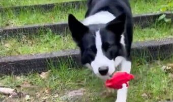 ボーダーコリーがくわえてきたのは・・!飼い主さんを感激させた行動に「尊い」「彼は本物のロミオ」の声【海外・動画】