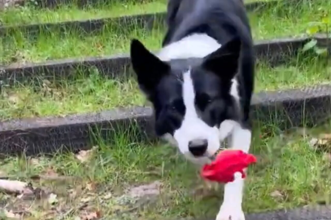 ボーダーコリーがくわえてきたのは・・!飼い主さんを感激させた行動に「尊い」「彼は本物のロミオ」の声【海外・動画】