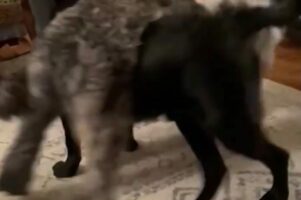 体が絡まってる！？体の重なっている2匹の犬は何事かと困惑しる？？