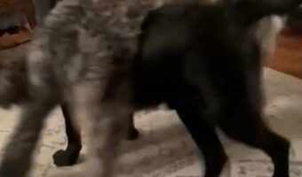 体が絡まってる!?体の重なっている2匹の犬は何事かと困惑しる??