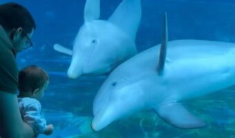 赤ちゃんに夢中になったイルカたち。見つめ合ったり真似っこしたり・・尊すぎる!!【海外・動画】