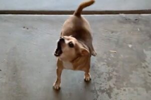 ママさんが帰ってきたと聞いたチワワ。あふれる喜びを表現するためにした事は？？【アメリカ・動画】