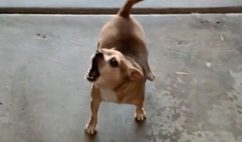 ママさんが帰ってきたと聞いたチワワ。あふれる喜びを表現するためにした事は??【アメリカ・動画】