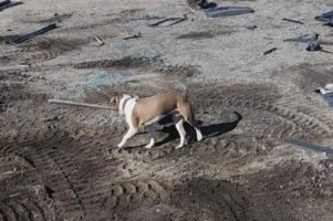 ここ掘れワンワン？シャベルをくわえた愛犬はお宝が眠っている場所を知っている？？【アメリカ・動画】