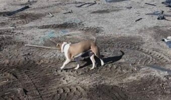 ここ掘れワンワン?シャベルをくわえた愛犬はお宝が眠っている場所を知っている??【アメリカ・動画】