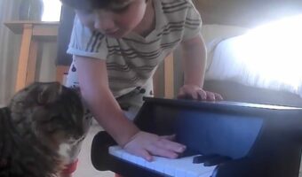 保護猫がピアノ演奏を始めるまでの物語。鍵盤を押さえることを教え続けた結果・・!!【アメリカ・動画】