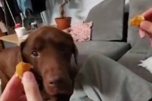 「どっちにしよう？」2つに割ったおやつを差し出されたラブラドールレトリバーが選んだのはどっち？？【海外・動画】