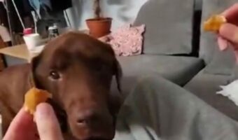 「どっちにしよう？」2つに割ったおやつを差し出されたラブラドールレトリバーが選んだのはどっち？？【海外・動画】