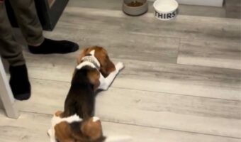 「お座り」と「伏せ」でごはんをじっと我慢するビーグルの子犬。しかし、こっそり・・【アメリカ・動画】