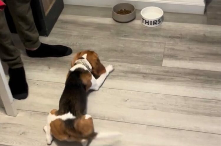 「お座り」と「伏せ」でごはんをじっと我慢するビーグルの子犬。しかし、こっそり・・【アメリカ・動画】