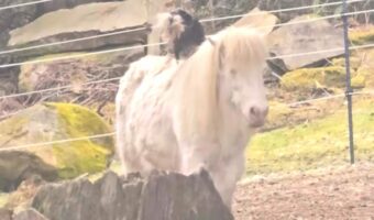 さすがにやり過ぎじゃない?怒られたり拒まれないのをいいことにカラスが馬から毛をむしる!むしる!!