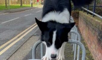 リズムよくぴょんぴょんぴょん！ボーダーコリーのパルクールがスゴい！！【海外・動画】