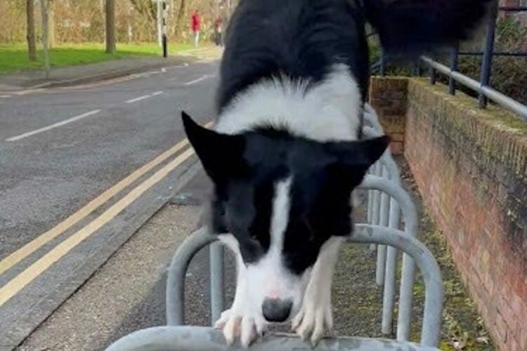 リズムよくぴょんぴょんぴょん！ボーダーコリーのパルクールがスゴい！！【海外・動画】