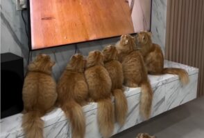 ネコたちはテレビの前から動かない！何を見るのに夢中になっているのかな？
