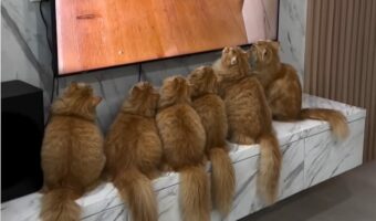 ネコたちはテレビの前から動かない!何を見るのに夢中になっているのかな?