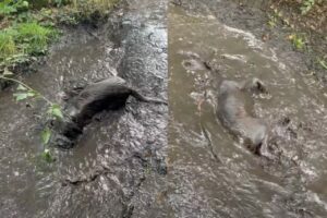 ラブラドール大きな水たまりを発見！泥遊びをするためさっそくダイブ！！【海外・動画】