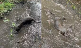 ラブラドール大きな水たまりを発見！泥遊びをするためさっそくダイブ！！【海外・動画】