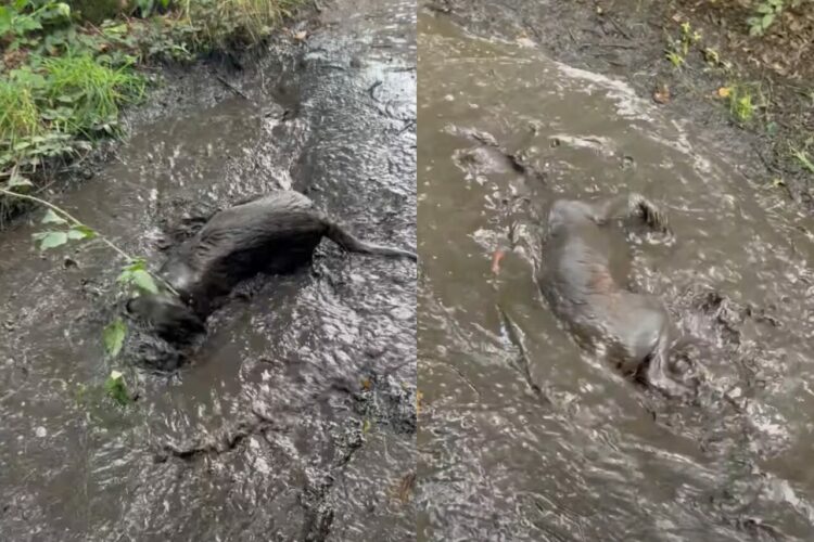 ラブラドール大きな水たまりを発見！泥遊びをするためさっそくダイブ！！【海外・動画】