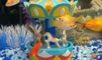 水槽内に開園した遊園地。メリーゴーラウンドで遊んでるお客さんの姿が!!【海外・動画】