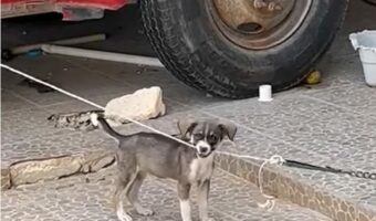 リードをカジカジ。子犬はお友達の脱走手引き中?【海外・動画】