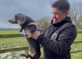 大きな水たまりを渡っているつもりかな？だっこされているダックスフンドのおててとあんよが動いてる！！【海外・動画】