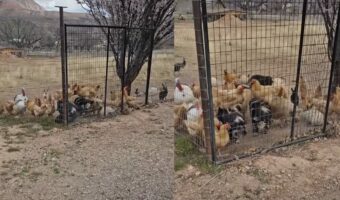 みんなでフェンスの前に大集合!ニワトリはブタの背中に乗ってみたい?【アメリカ・動画】