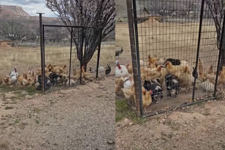 みんなでフェンスの前に大集合！ニワトリはブタの背中に乗ってみたい？【アメリカ・動画】