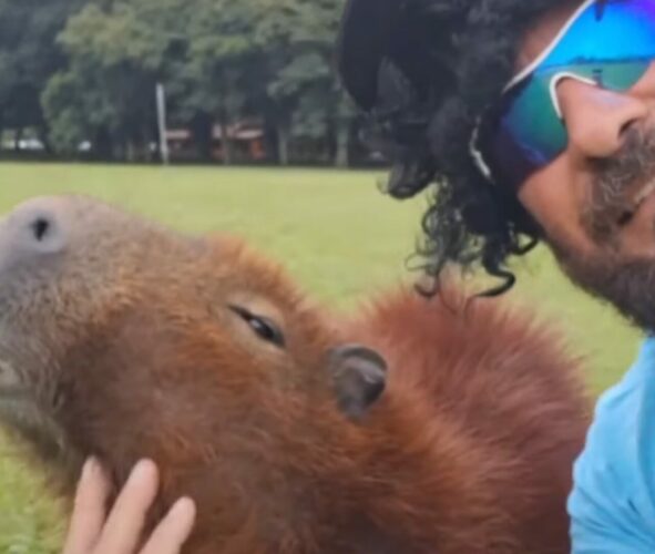 カピバラをなでなで。すっかり懐いているようですが・・、ふたりは公園で出会ったばかり！！【海外・動画】