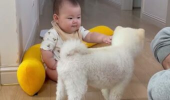 まさかのリアクション。手を伸ばしたところ、犬に拒絶するように吠えられた赤ちゃんでしたが・・【海外・動画】