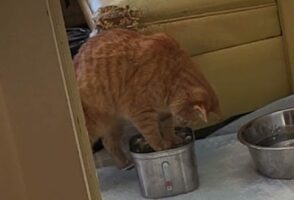 水でパシャパシャと遊んでいた猫。夢中になるあまり周りが一切見えていない？？【アメリカ・動画】